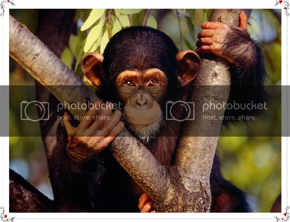 Chimpanzee Uncertainty and the Dart Throwing Chimpanzee